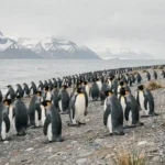 Grande colonie de manchots royaux sur une plage rocheuse antarctique avec montagnes enneigées en arrière-plan